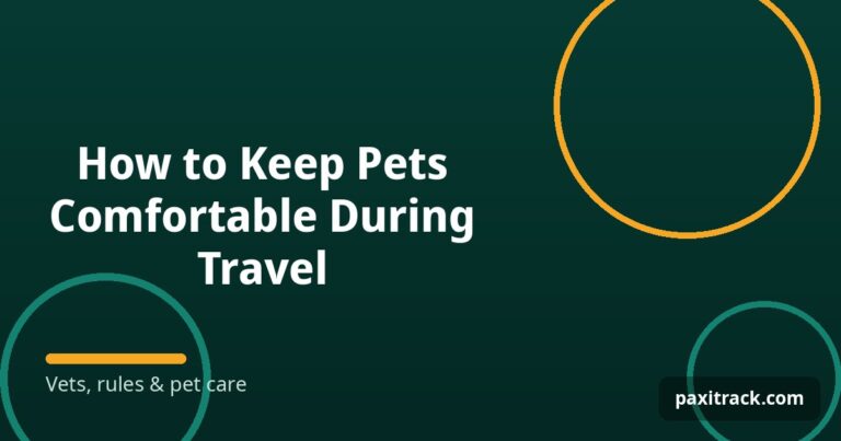 How to Keep Pets Comfortable During Travel