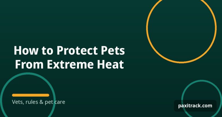 How to Protect Pets From Extreme Heat